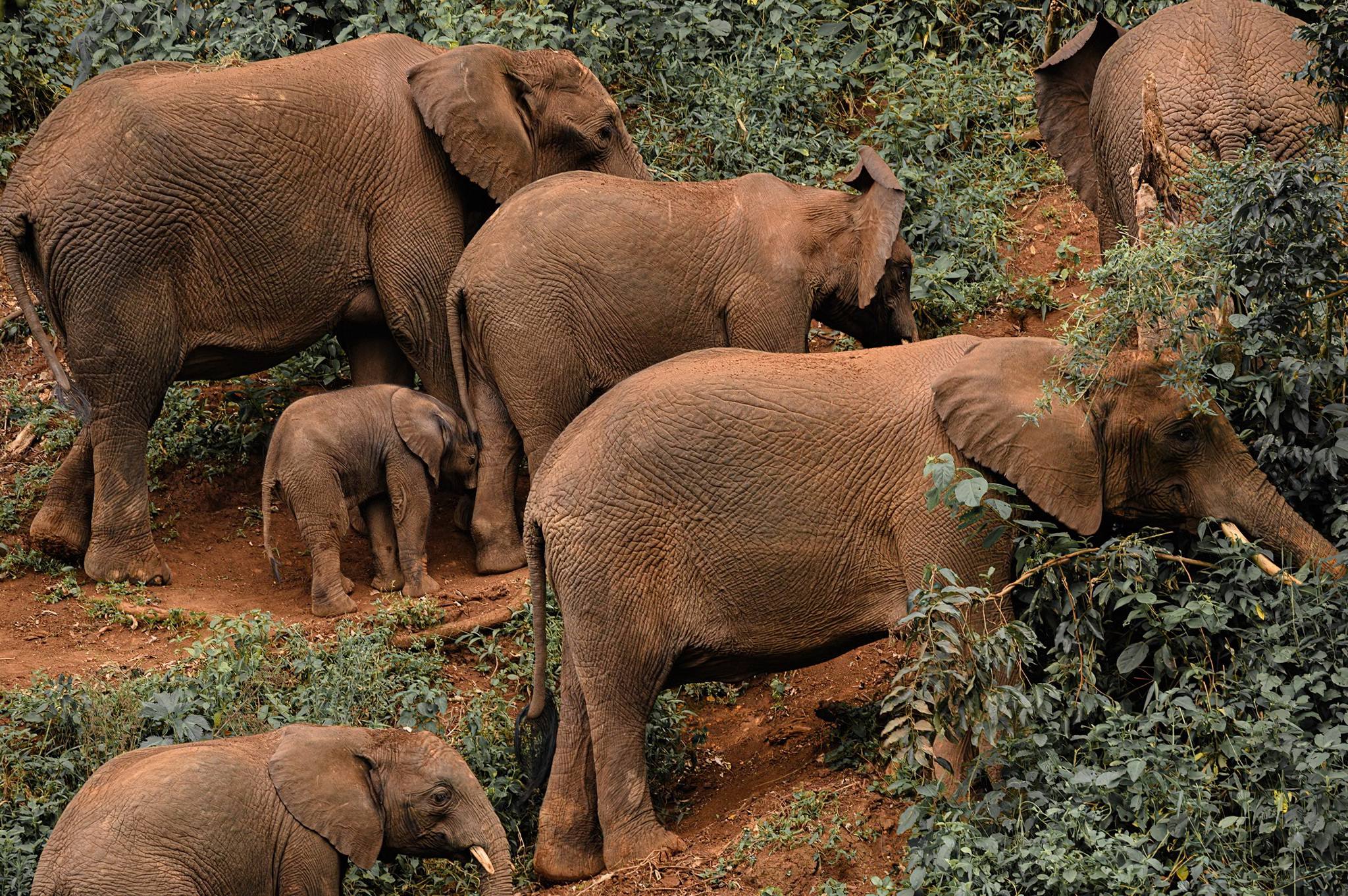 Serengeti