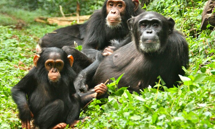 kibale forest national park