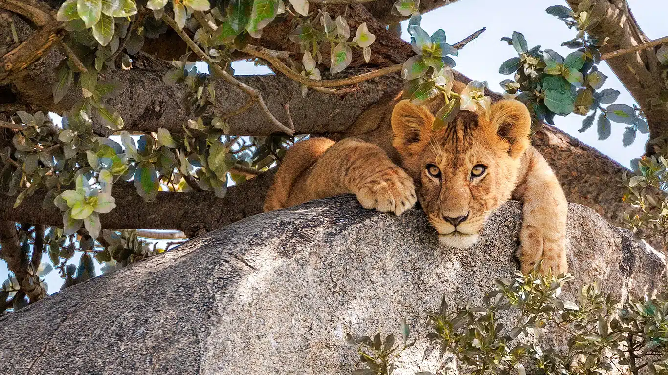 Lion on Granite Kopje