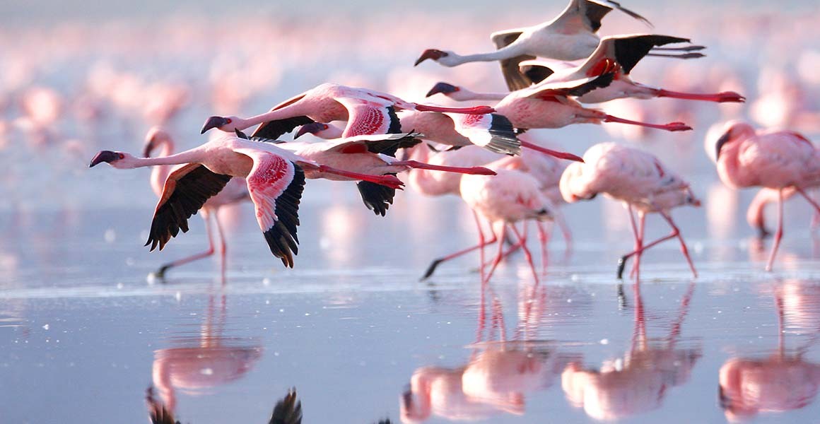 Lesser Flamingo Colonies