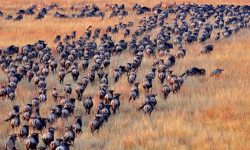 Great Migration Herds