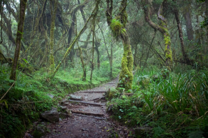Montane Rainforest Slopes