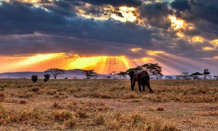 Endless Savanna Plains