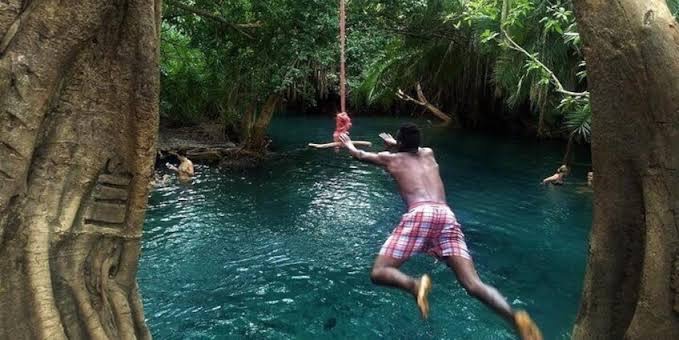 Fig Tree Rope Swings