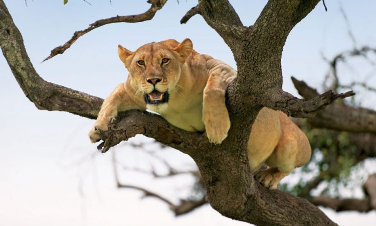 Tree-climbing Lions
