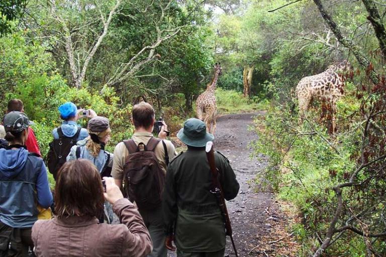 Walking Safari Tracking