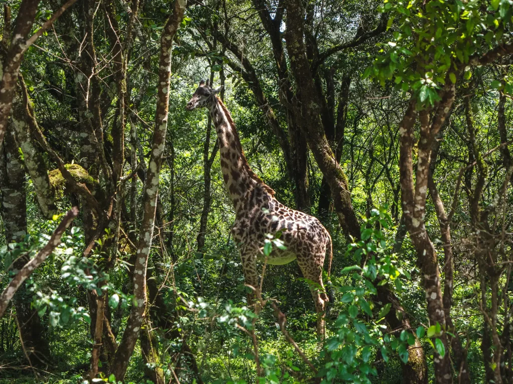 Zanzibar