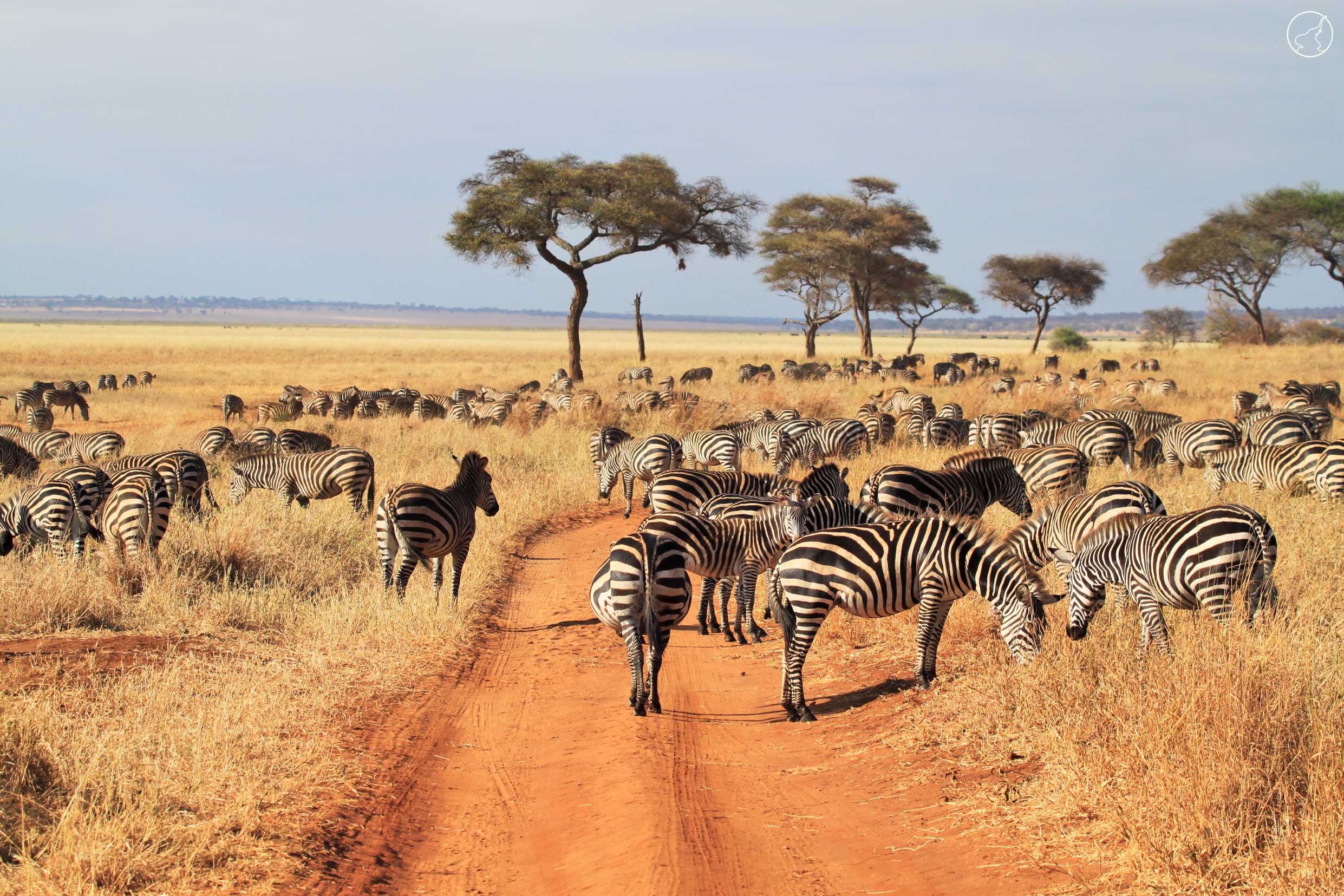 Tarangire Wildlife