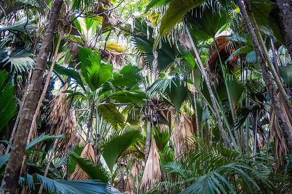 Vallée de Mai Coco de Mer Forest Canopy