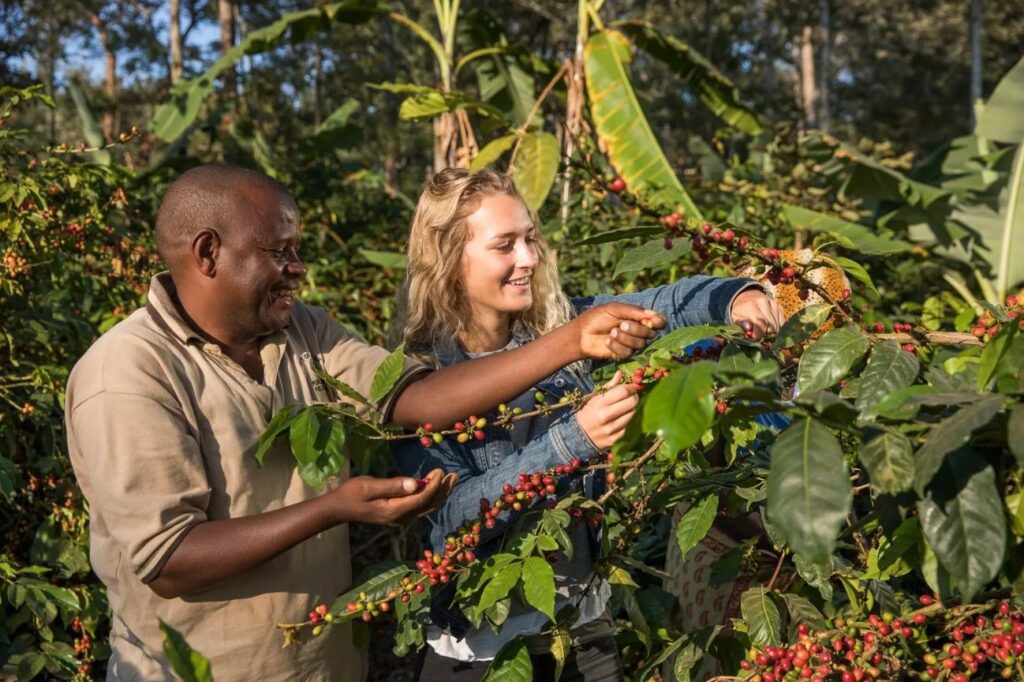Organic Arabica Coffee Harvest