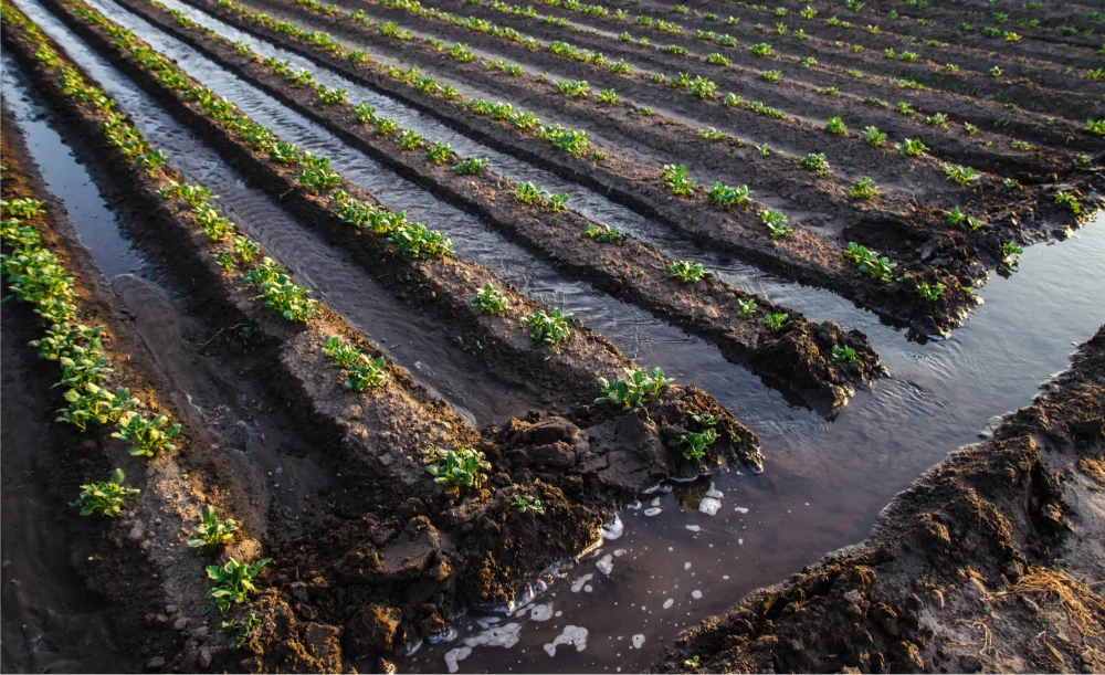 Traditional Chagga Gravity Irrigation Furrows