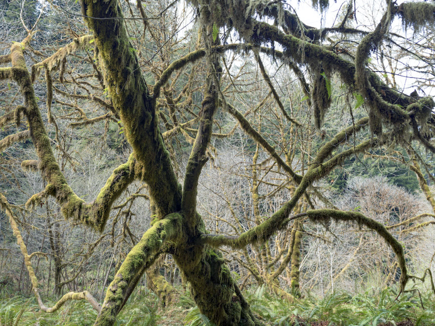 Moss-draped Cloud Forest Descent