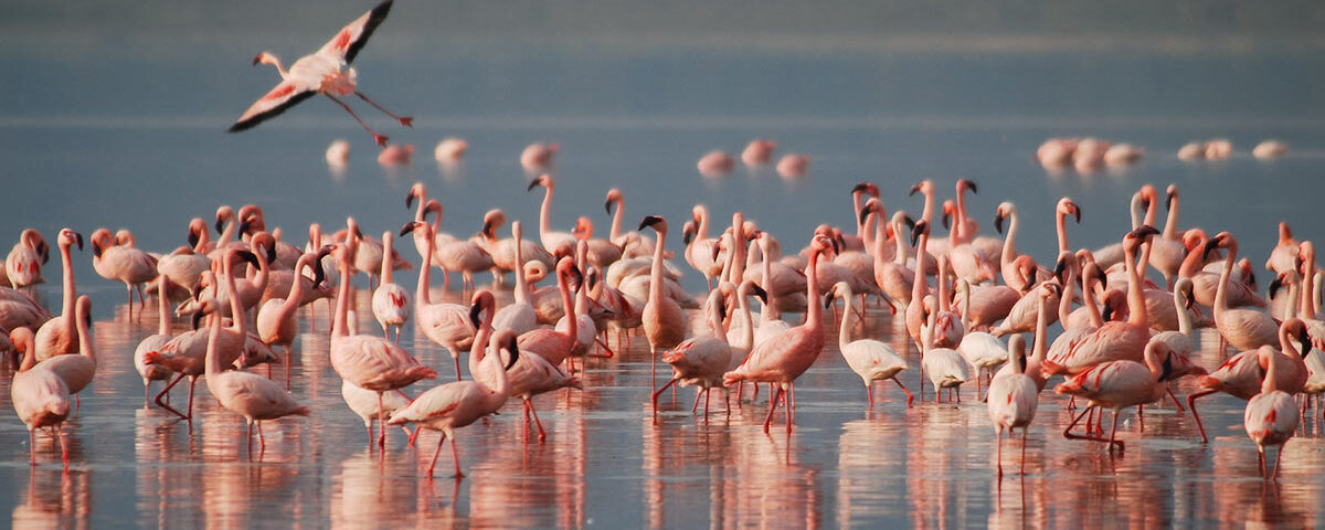 Flamingo Colonies on Crater Shore