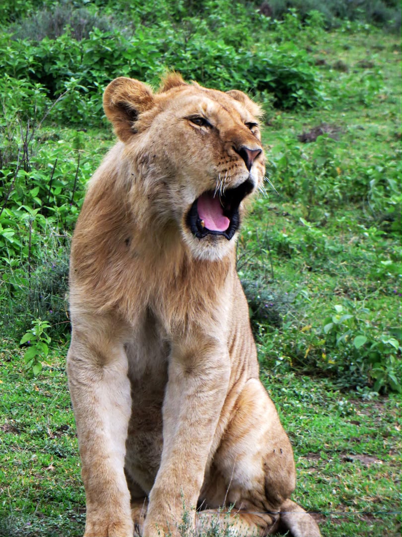 Lions