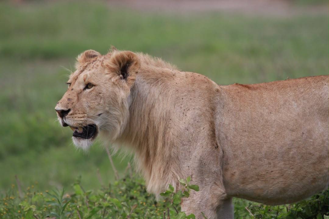 Lions