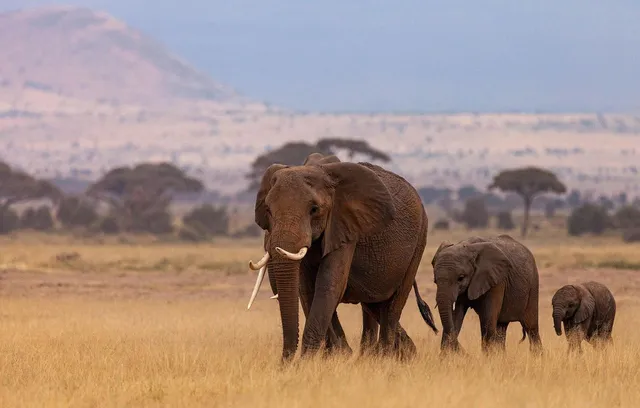 Best month for African safari wildlife tracking calendar Serengeti and Maasai Mara