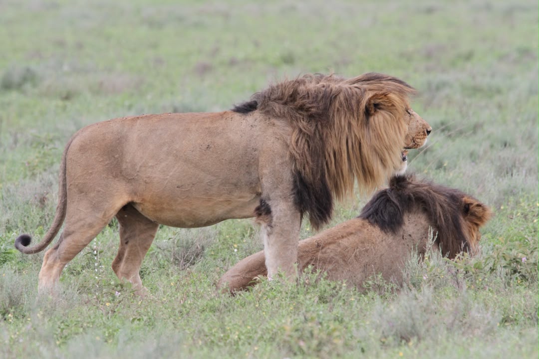 Lions