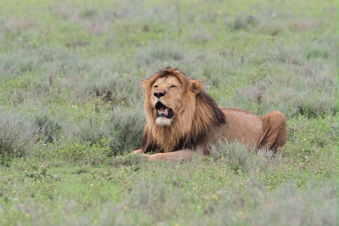 Lions