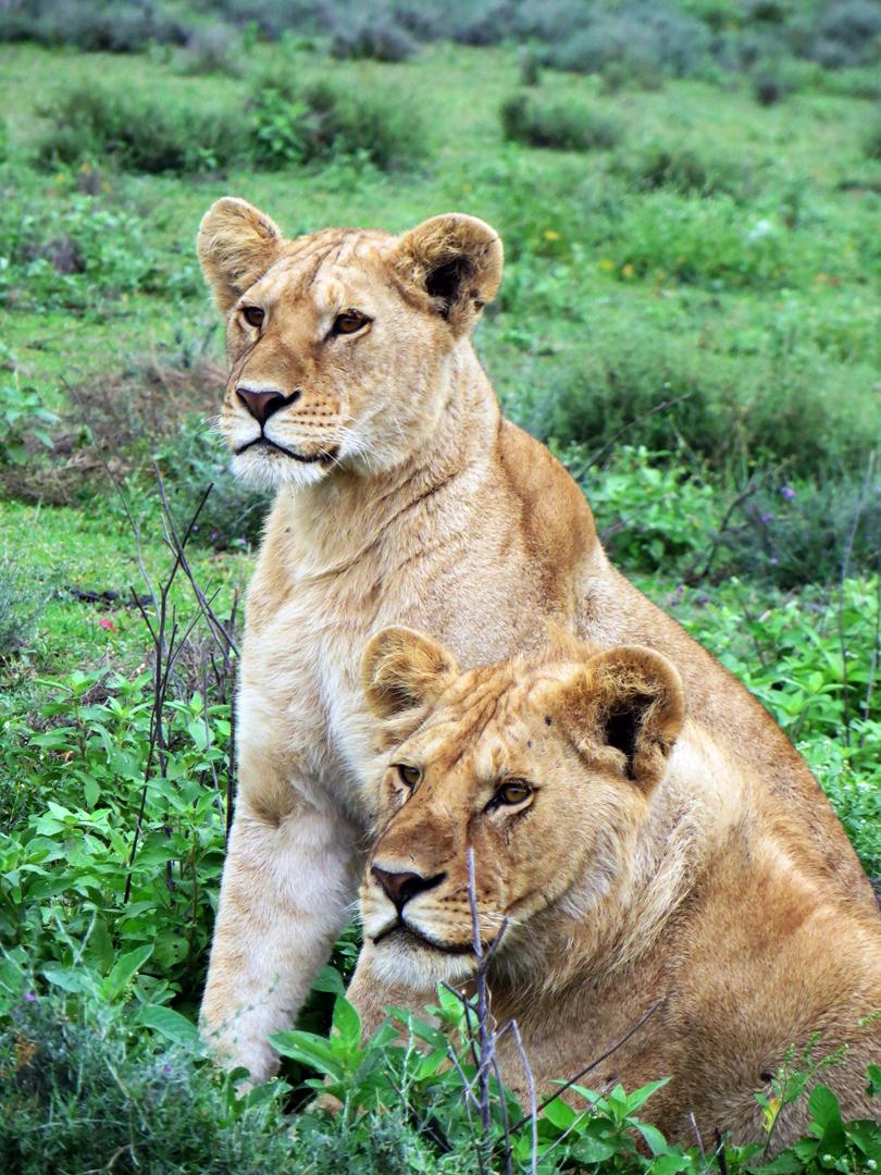 Lions