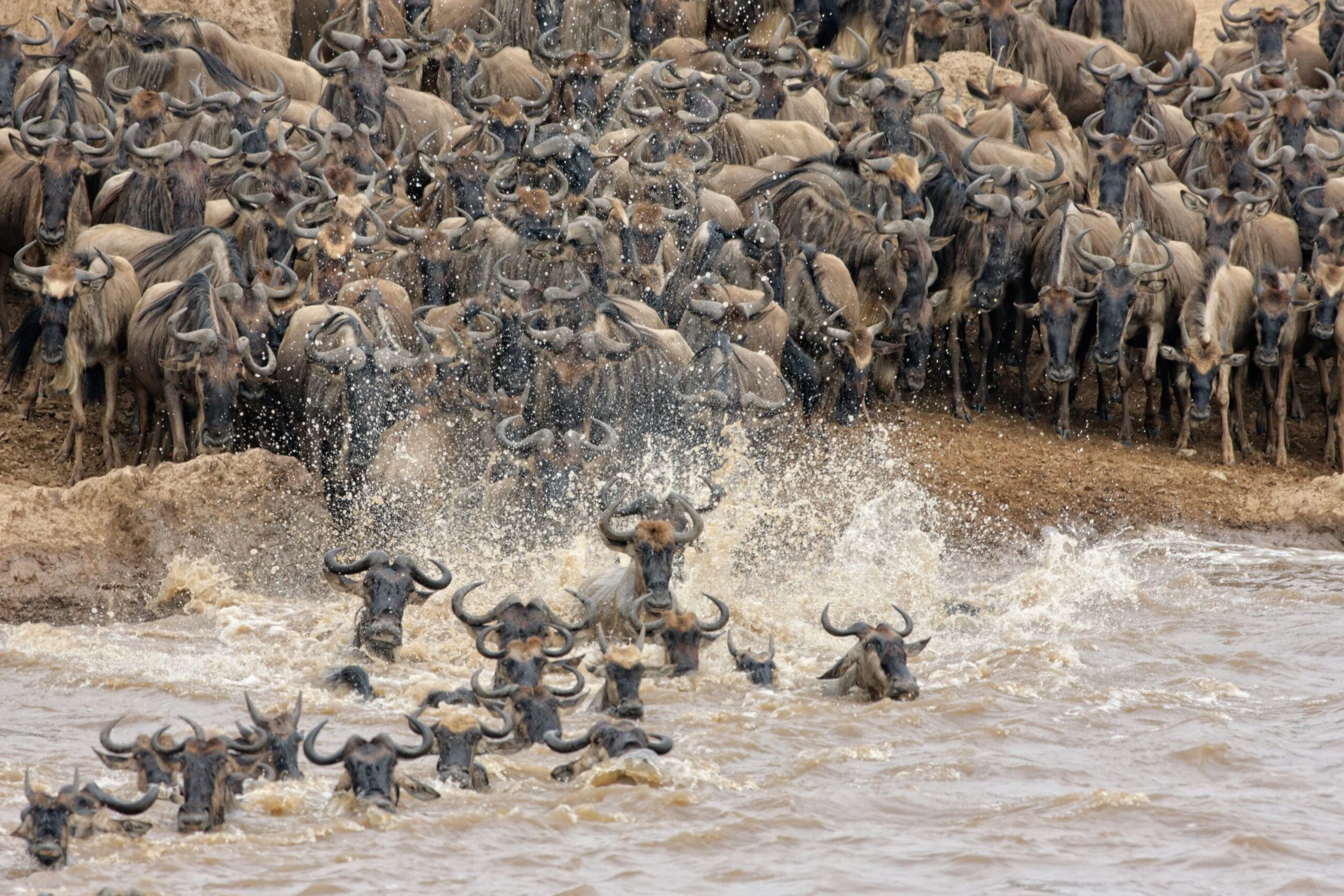 Mara River Crossing Wildebeest Migration