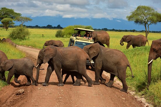 Tarangire National Park Paradise of Elephants