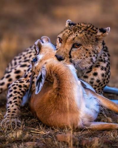 Masai Mara Apex Predators