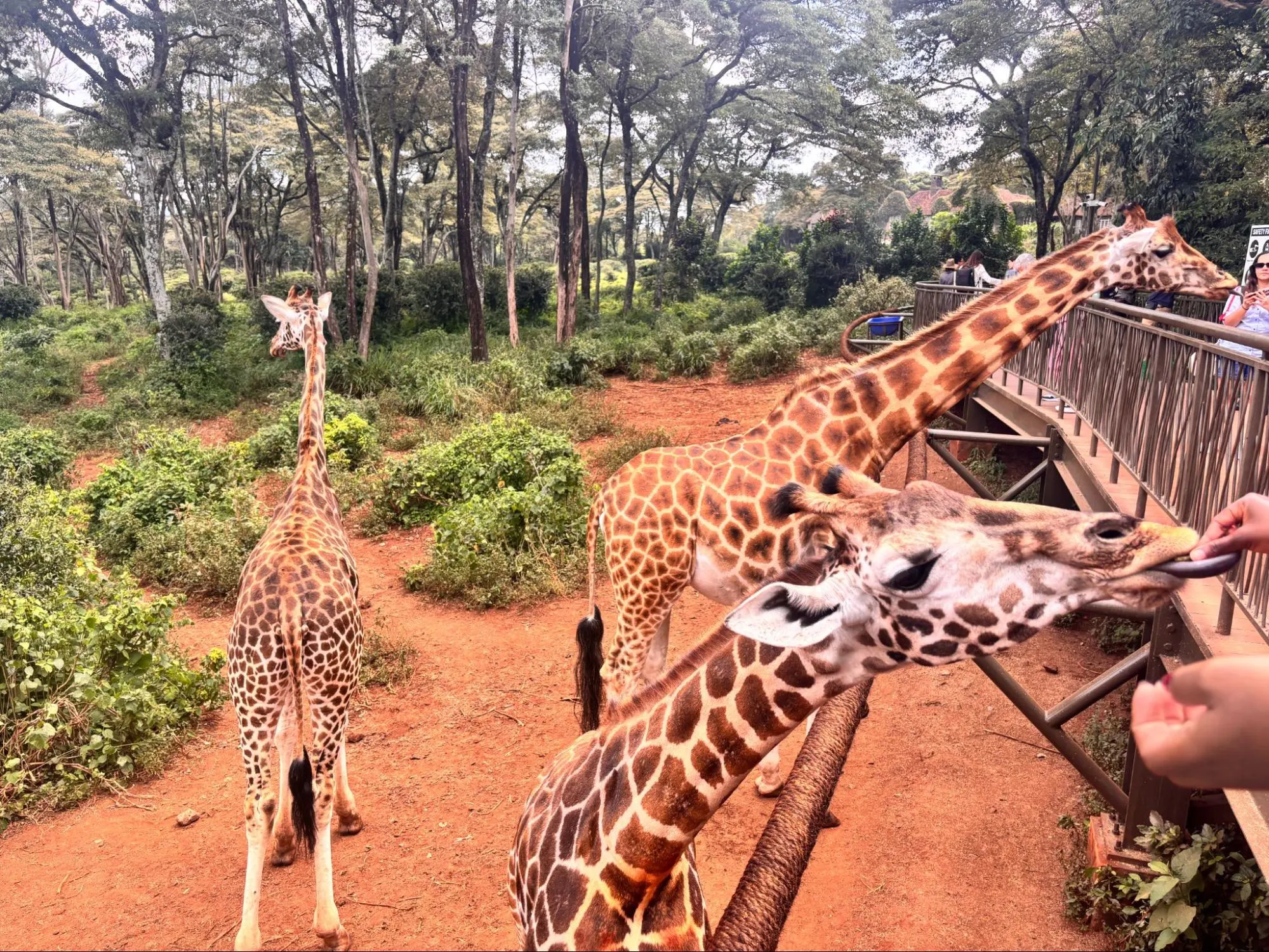 Nairobi Giraffe Centre Encounters