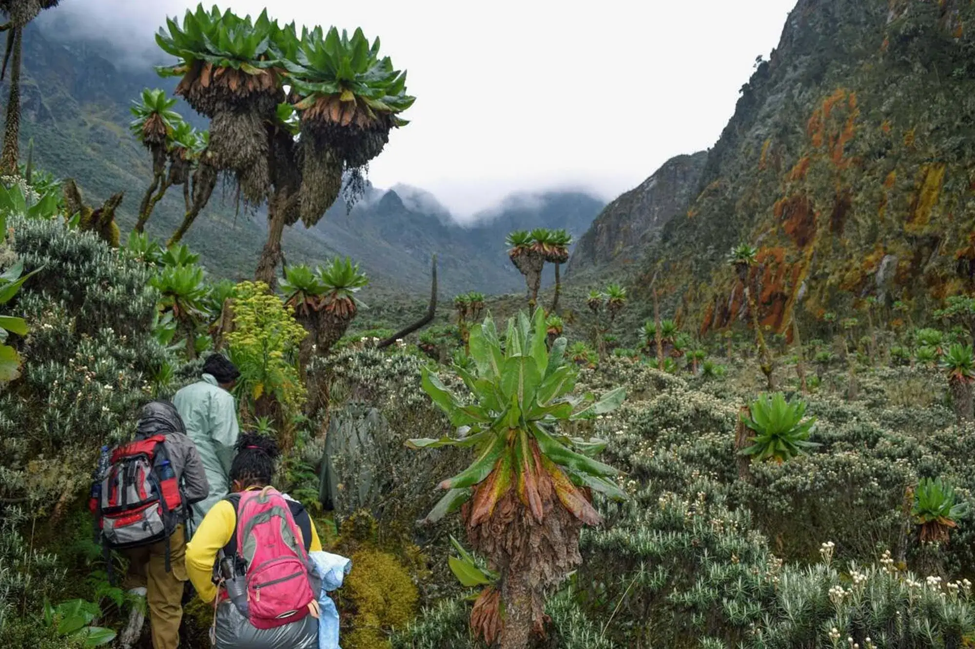 Kibale Forest Canopy and Rwenzori Mountains Foothills
