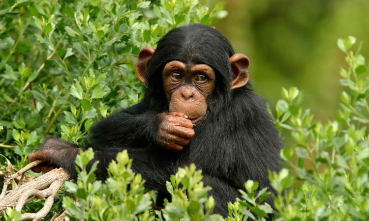 Kibale Forest Chimpanzees and Uganda Wildlife Safari Profile
