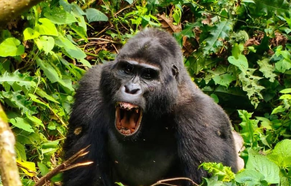 Mountain Gorillas and Savanna Wildlife in Uganda