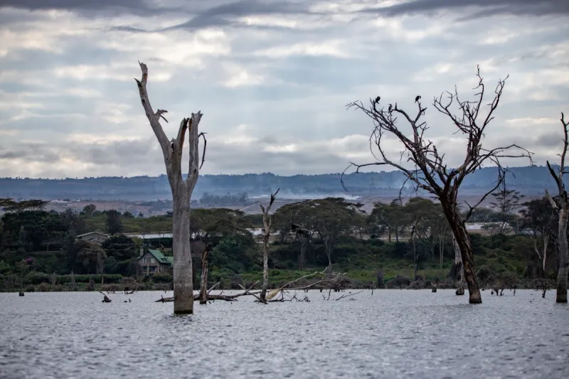 Lake Naivasha Acacia Shoreline