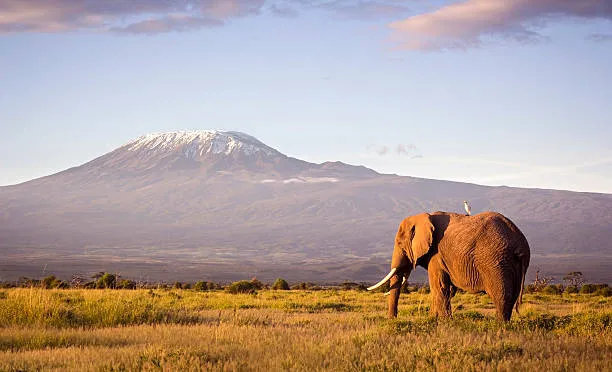 Mount Kilimanjaro Backdrop