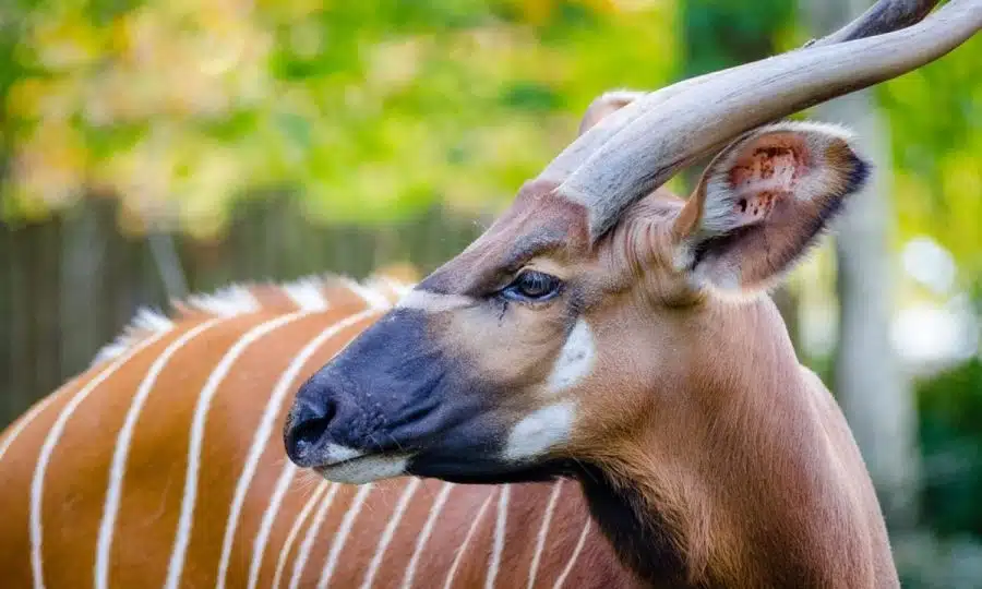 Endangered Mountain Bongo
