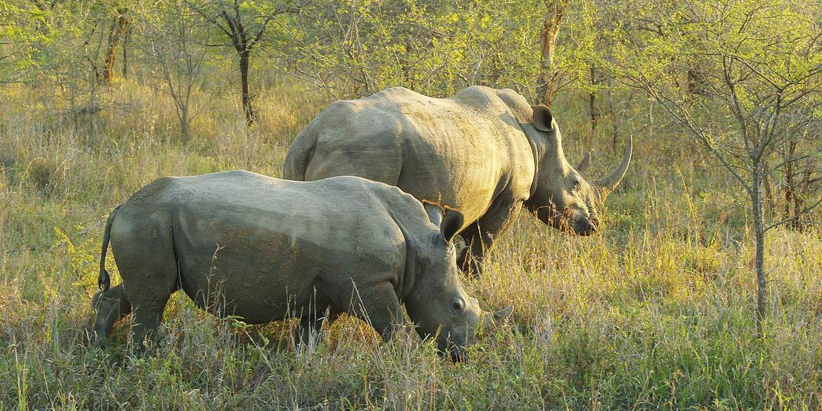 Black and White Rhinos