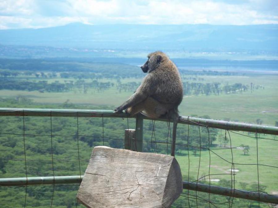 View from Baboon Cliff Lookout