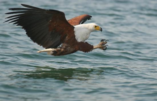 African Fish Eagle Hunting