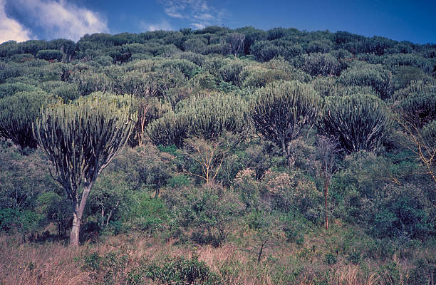 Euphorbia Candelabrum Forest