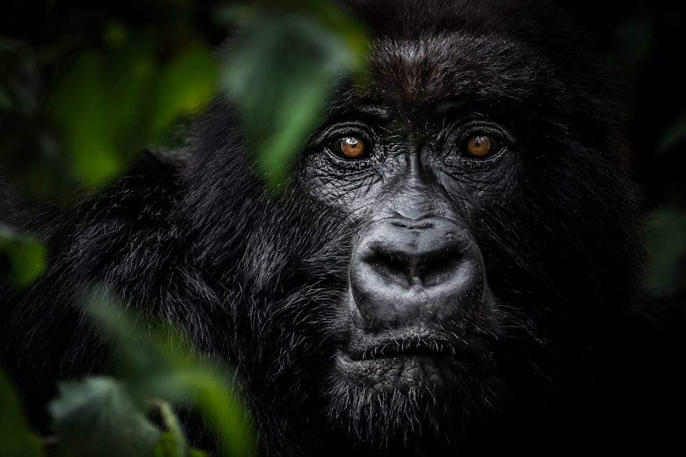 Close quarters gorilla photography