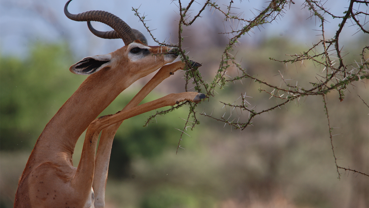 Gerenuk Standing to Feed