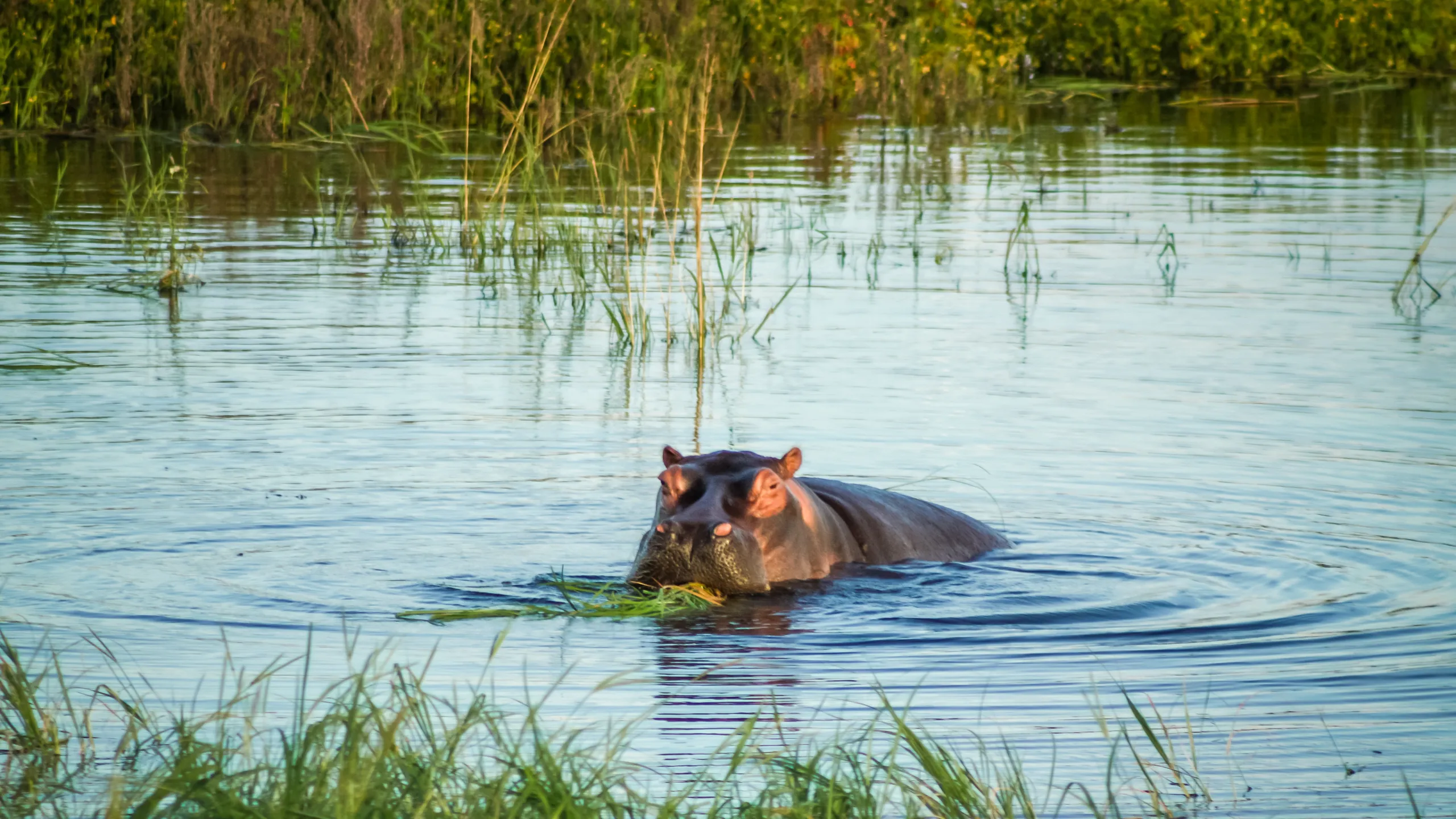 Hippo Pods Lake Naivasha