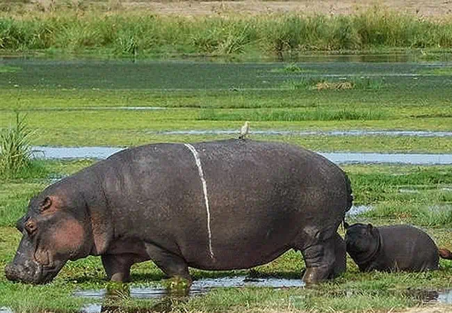 Ol Tukai Swamp Wildlife