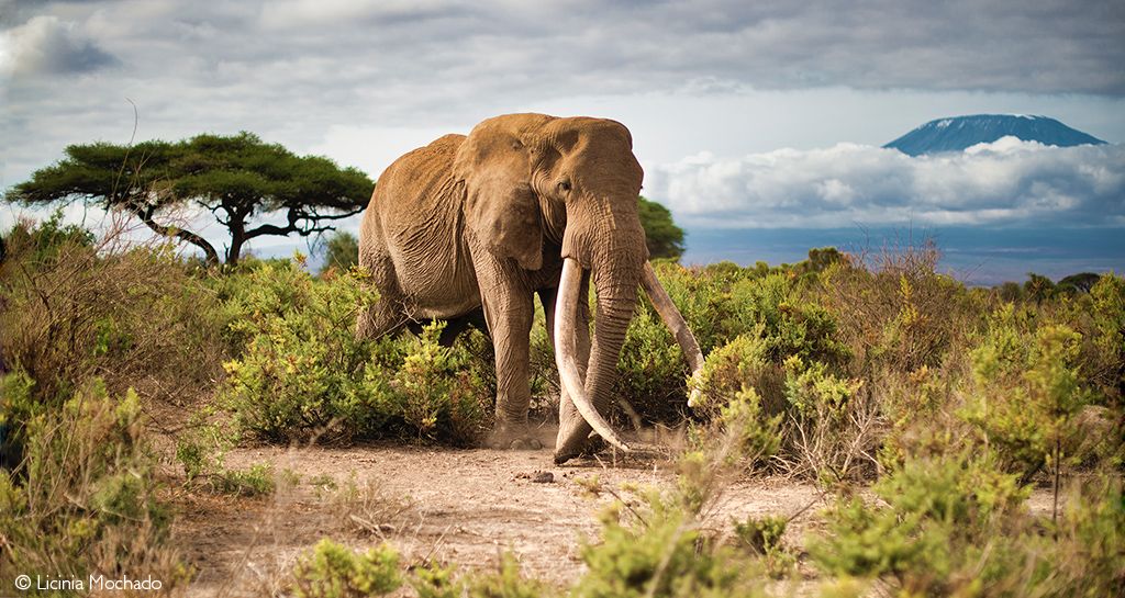Amboseli Tuskers