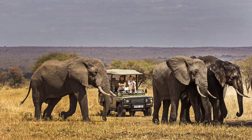 Tarangire Giants and Elephant Herds