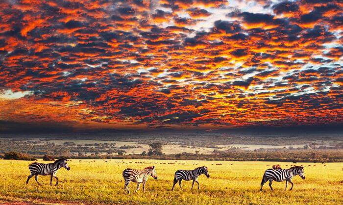 Central Serengeti Plains Big Cats