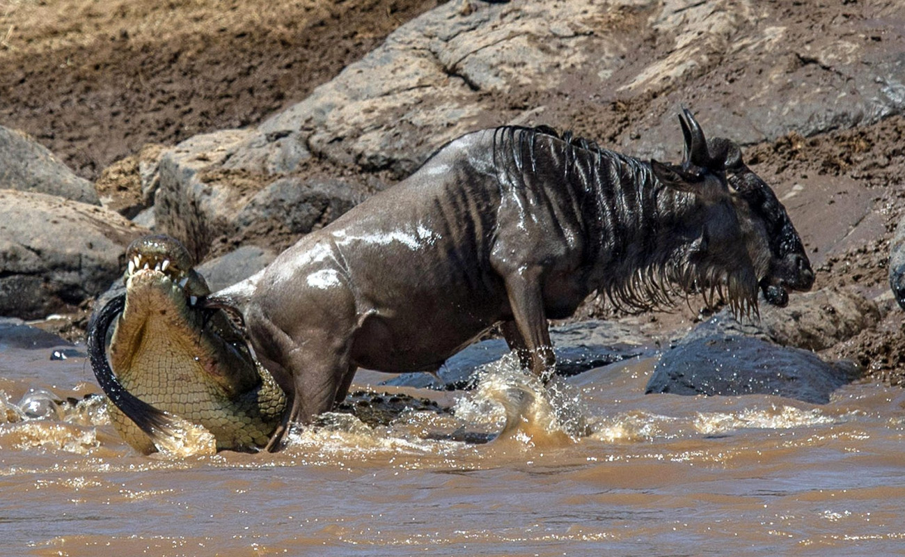 Serengeti Great Migration Field Operations