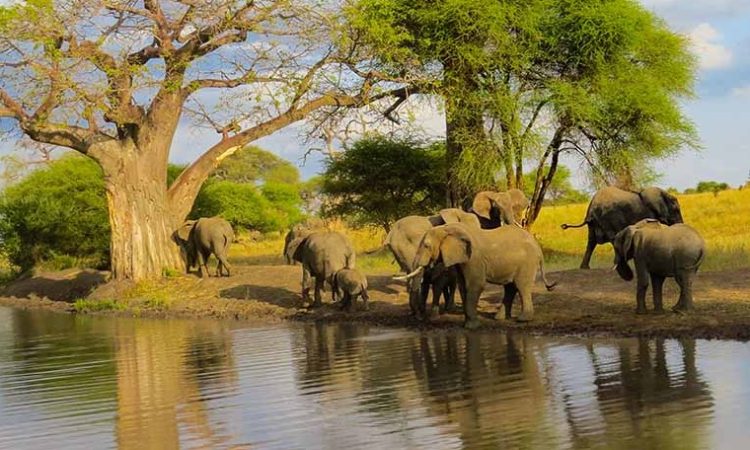 Tarangire National Park Heavy Elephant Sector