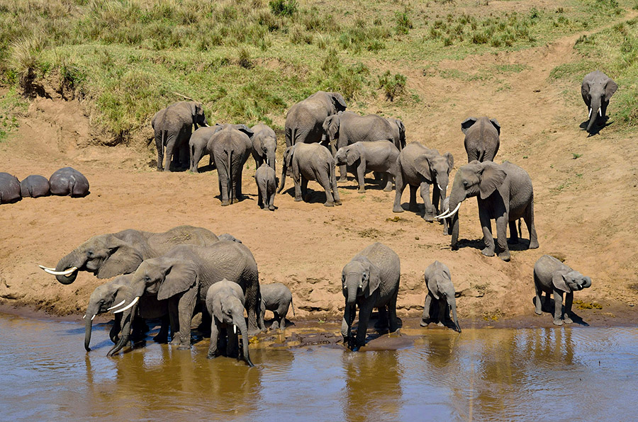 Tarangire National Park Elephant Herds