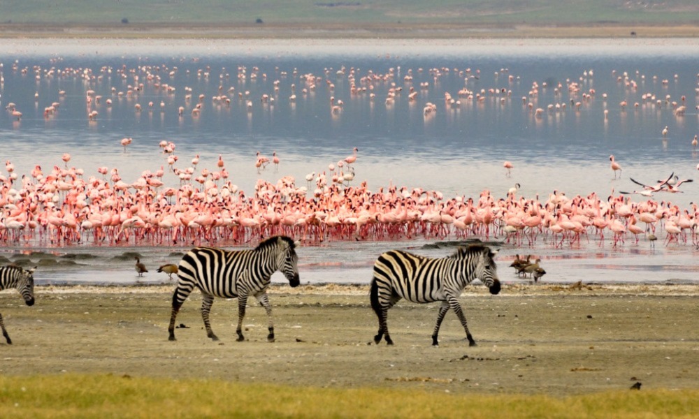 Lake Manyara Flamingos and Wildlife