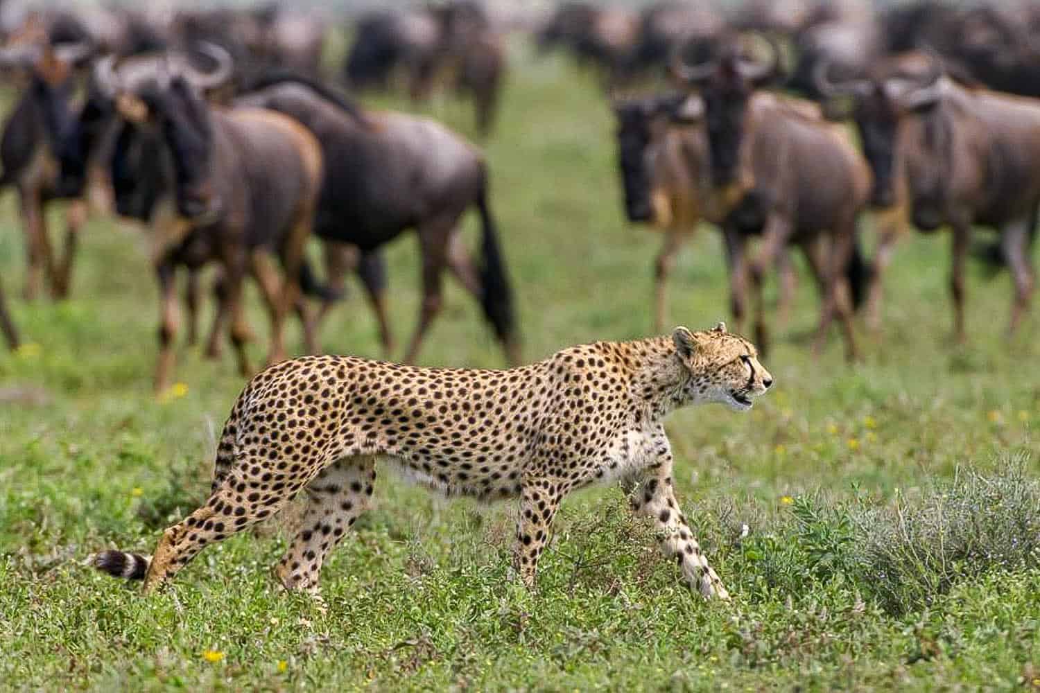 Central Serengeti Savannah Plains