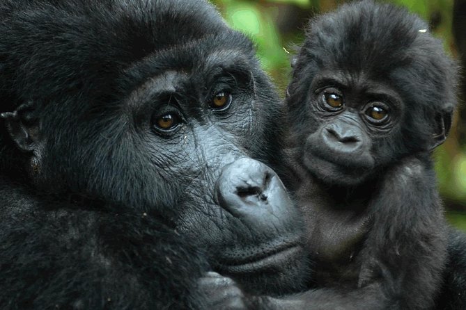 Mountain Gorilla Trekking and Equator Transit